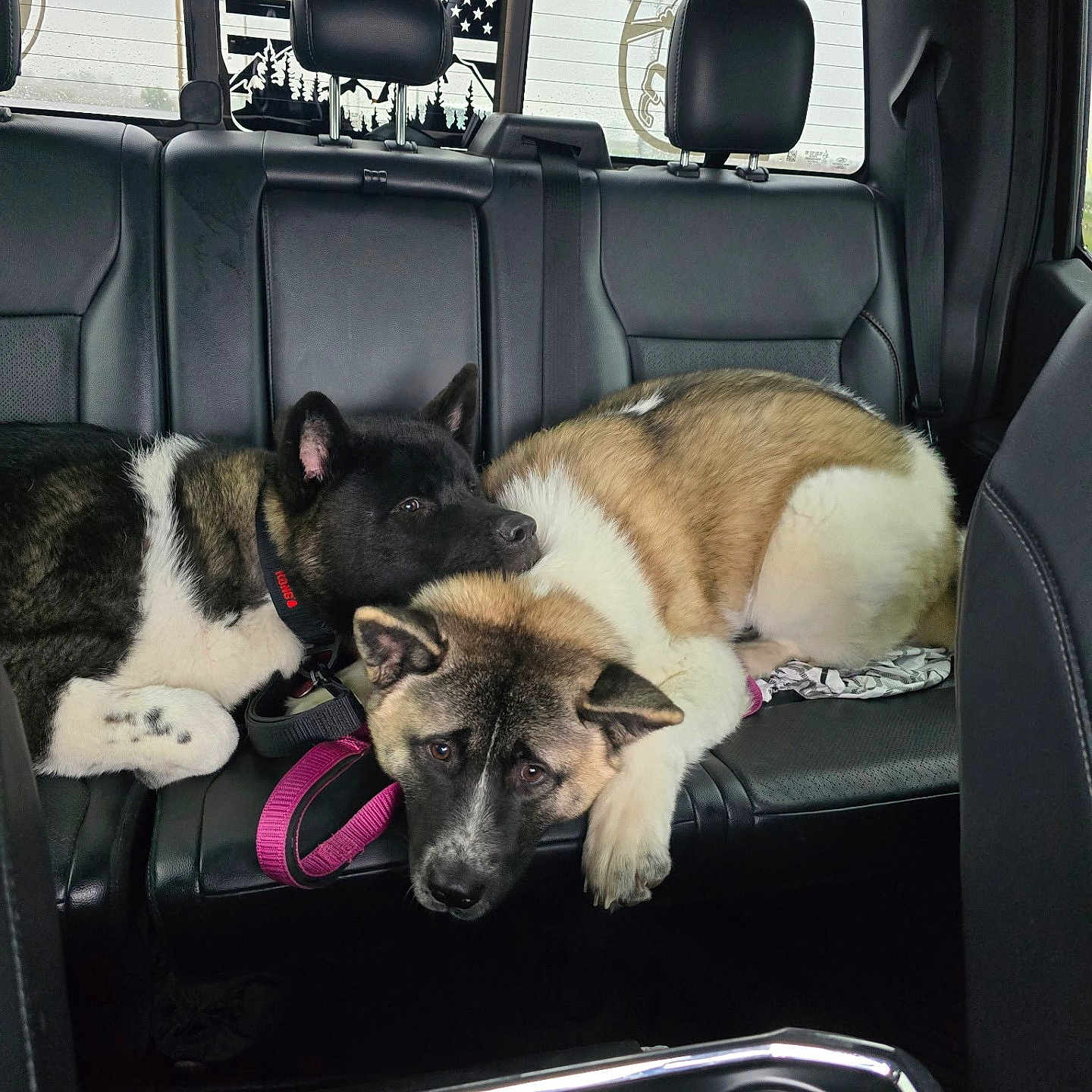 Koda And Coco