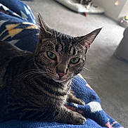 Shrimpy Sue is registered to the contest to win money with this photo: cat, tabby, pet, whiskers, green_eyes, blanket, bed, indoor, carpet, feline, close_up, portrait, paws, fur, relaxed, cozy, domestic_animal, background_pet, soft_texture, home
