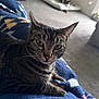 cat, tabby, pet, whiskers, green_eyes, blanket, bed, indoor, carpet, feline, close_up, portrait, paws, fur, relaxed, cozy, domestic_animal, background_pet, soft_texture, home