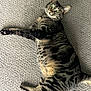 Shrimpy Sue is registered to the contest to win money with this photo: cat, tabby, pet, feline, carpet, indoor, lying_down, belly, whiskers, green_eyes, paws, claws, stripes, fur, portrait, relaxed, cute, looking_at_camera, domestic, playful