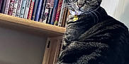 Shrimpy Sue is registered to the contest to win money with this photo: cat, tabby, pet, collar, bell, cushion, dvd, bookshelf, shelf, wood_furniture, indoor, portrait, whiskers, wide_eyes, fur, sitting, gaze, striped, home, cozy