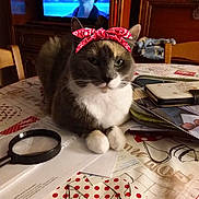 Fanny a rejoint le concours — aidez-le/la à gagner de superbes lots ! bandana, bookcase, calm, cat, chair, cute, domestic, envelope, furniture, home, indoor, magnifying_glass, mammal, papers, person_on_tv, pet, red, table, television, whiskers