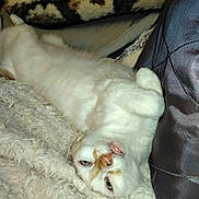 Bubulle a rejoint le concours — aidez-le/la à gagner de superbes lots ! cat, white_cat, fluffy, furry, pet, animal, upside_down, lying_down, relaxed, playful, green_eyes, orange_markings, pink_nose, whiskers, blanket, couch, denim, indoor, closeup, portrait
