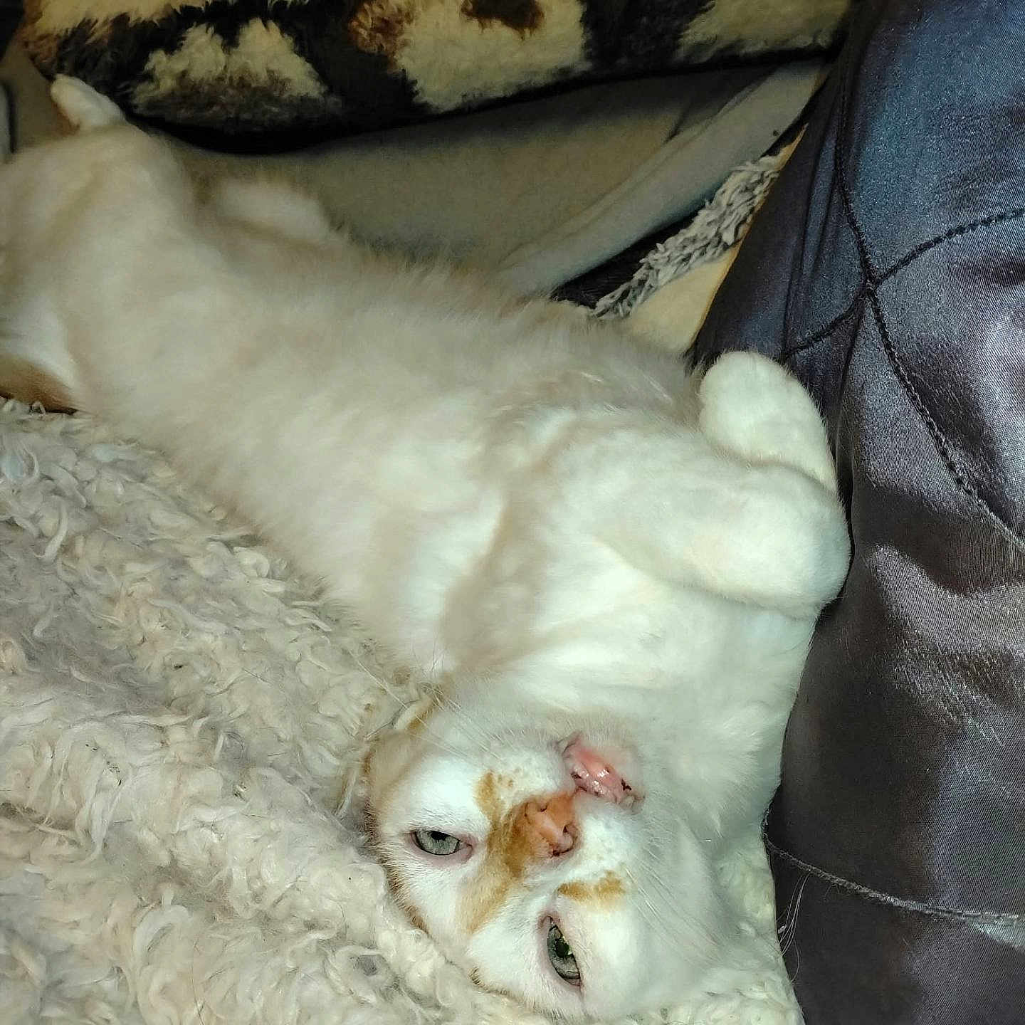 Bubulle a rejoint le concours — aidez-le/la à gagner de superbes lots ! cat, white_cat, fluffy, furry, pet, animal, upside_down, lying_down, relaxed, playful, green_eyes, orange_markings, pink_nose, whiskers, blanket, couch, denim, indoor, closeup, portrait