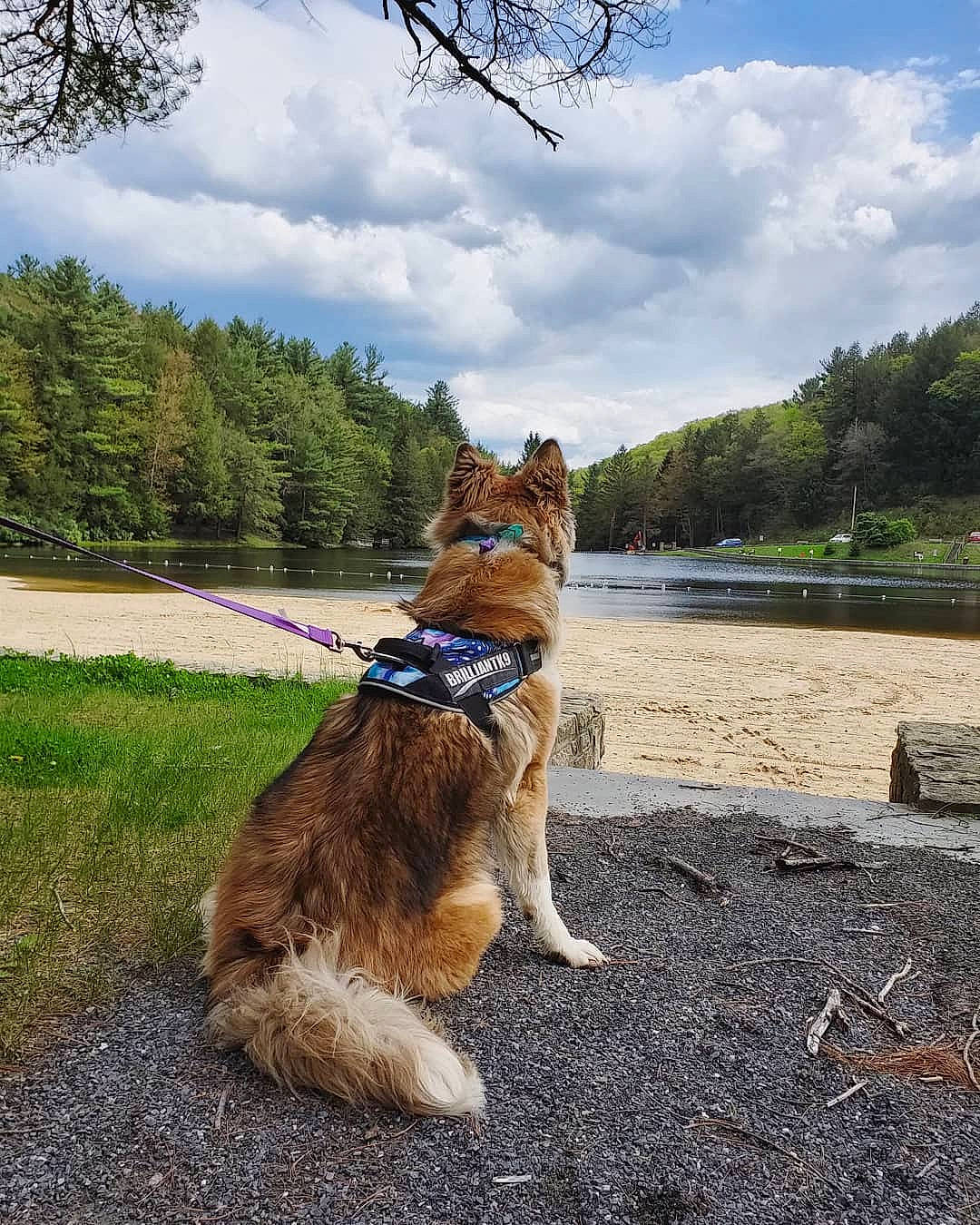 Kuma joined the competition — help win amazing prizes! basque_shepherd_dog, canidae, carnivore, dog, dog_breed, dog_walking, fashion_accessory, fawn, german_shepherd_dog, golden_retriever, laekenois, leash, mammal, old_german_shepherd_dog, shiloh_shepherd_dog, sporting_group, tree, working_dog