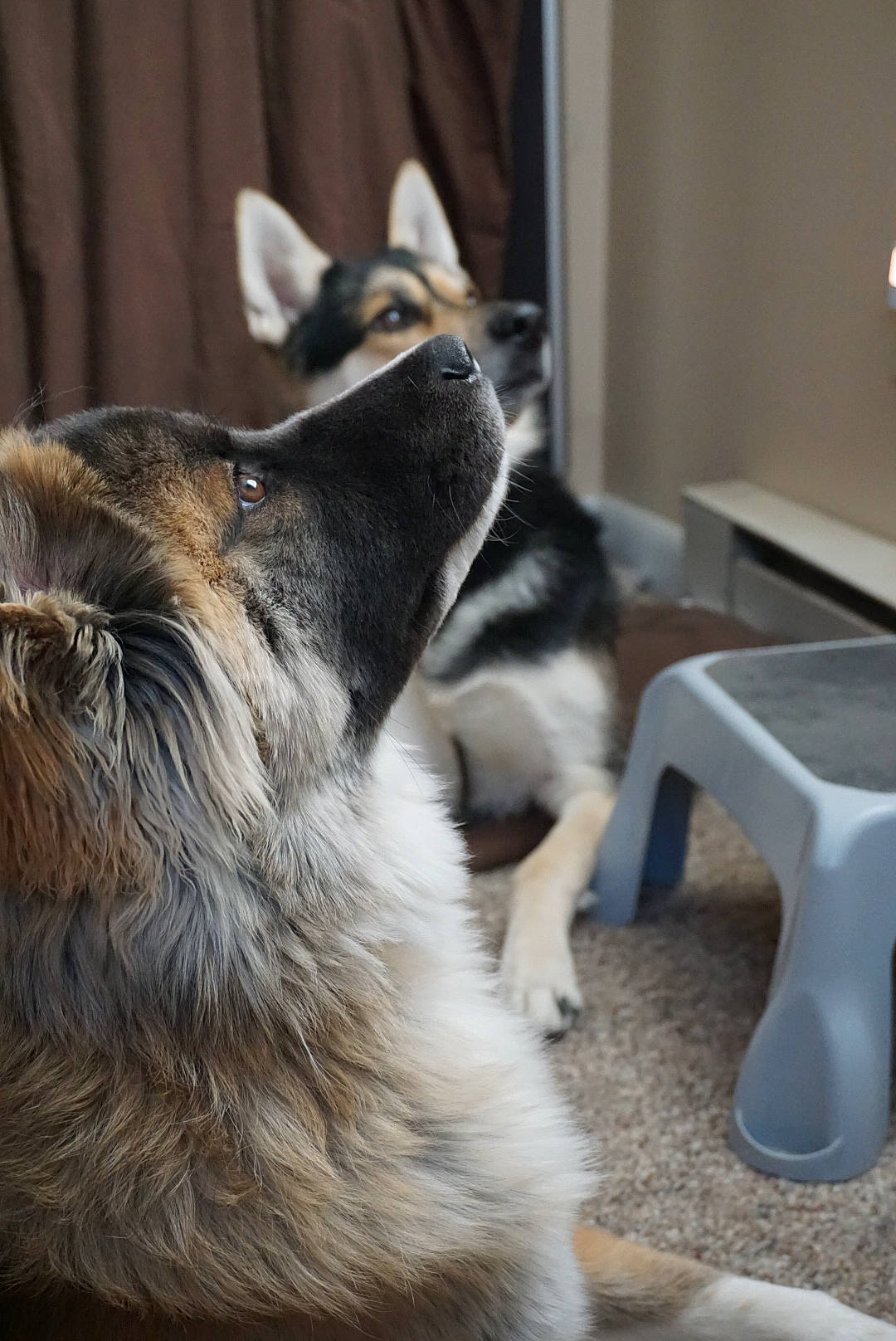 Kuma joined the competition — help win amazing prizes! alaskan_malamute, canidae, carnivore, cat, czechoslovakian_wolfdog, dog, dog_breed, fawn, mammal, native_american_indian_dog, norwegian_elkhound, paw, puppy, siberian_husky, sporting_group, tail, vertebrate, wolfdog