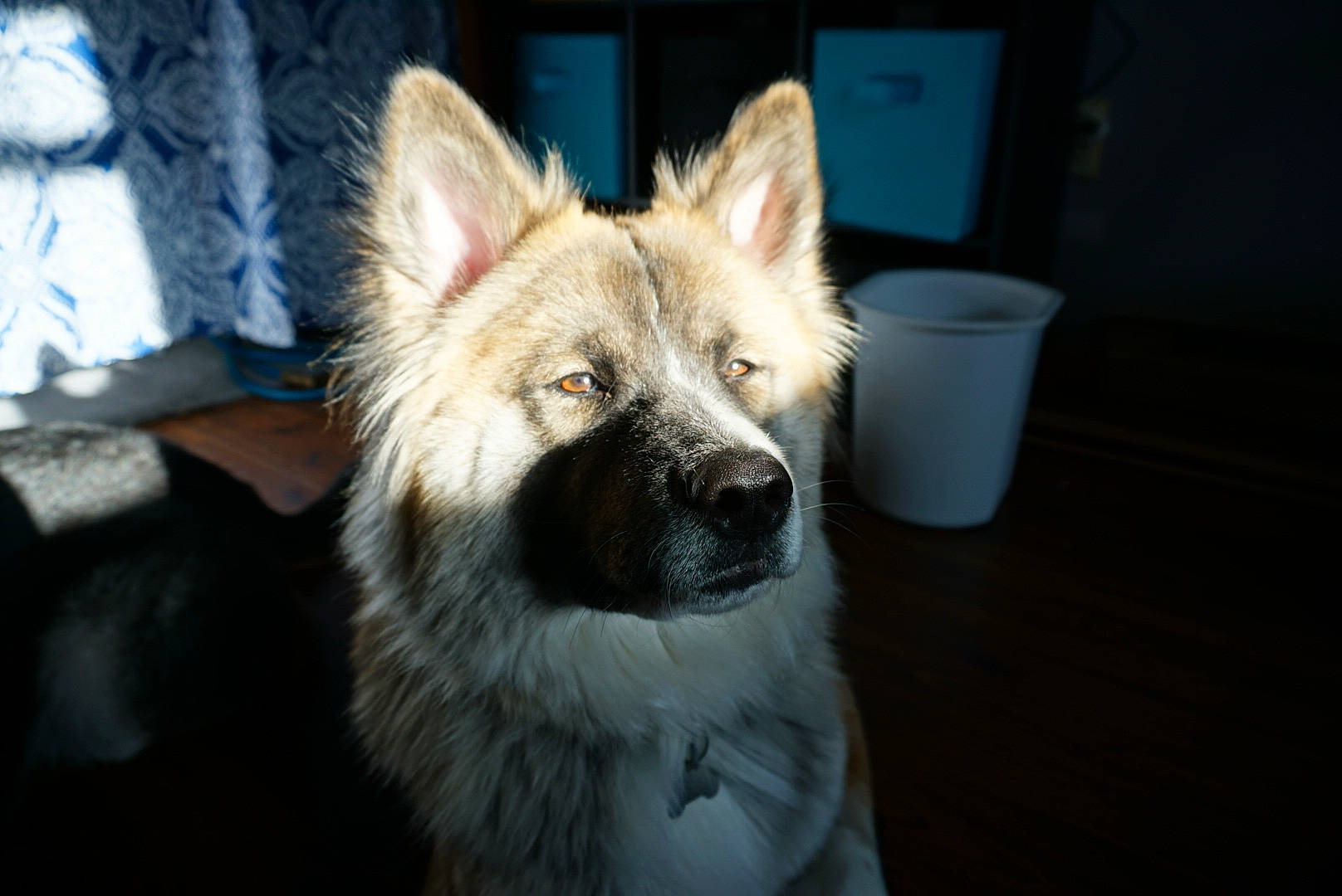 Kuma joined the competition — help win amazing prizes! akita, canidae, carnivore, dog, dog_breed, elo, eurasier, fawn, greenland_dog, icelandic_sheepdog, mammal, rare_breed_dog, snout, vertebrate