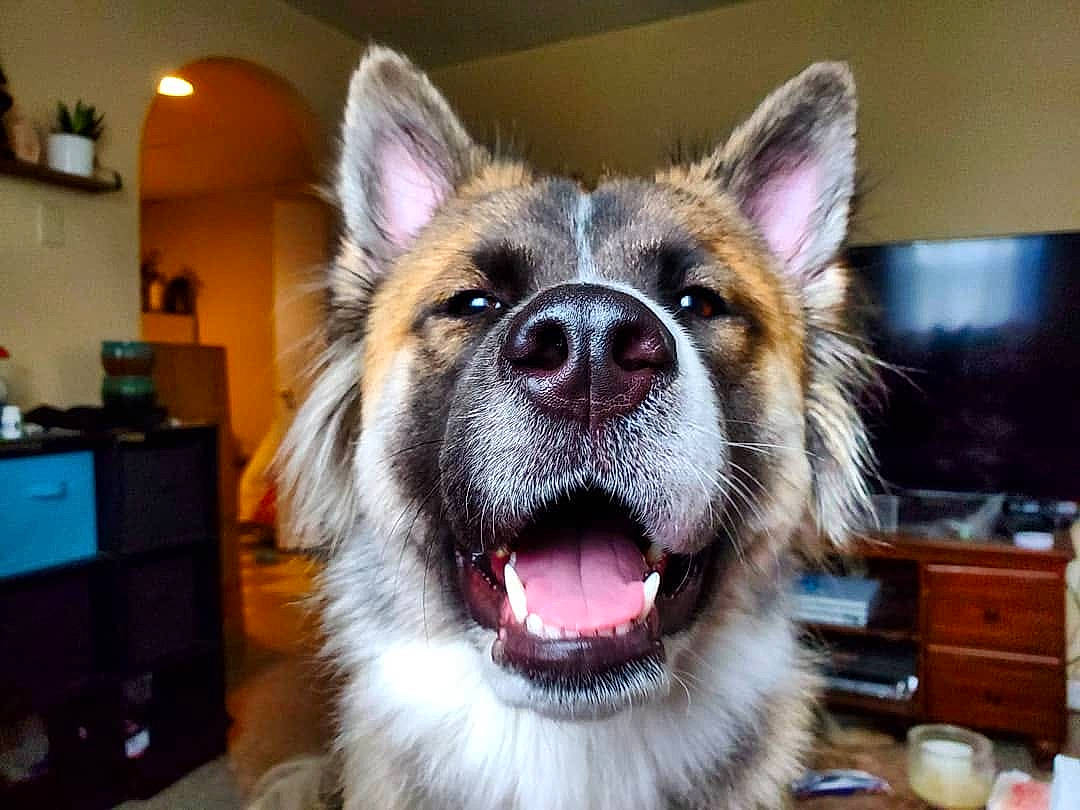 Kuma is registered to the contest to win money with this photo: ancient_dog_breeds, canidae, carnivore, dog, dog_breed, ear, facial_expression, jaw, mammal, native_american_indian_dog, nose, organ, rare_breed_dog, snout, thai_bangkaew_dog, vertebrate, whiskers