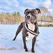 Jovob joined the competition — help win amazing prizes! dog, snow, outdoor, animal, nature, winter, sky, tree, canine, pet, fur, collar, leash, landscape, cold, forest, standing, alert, daylight, muzzle