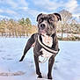 dog, snow, outdoor, animal, nature, winter, sky, tree, canine, pet, fur, collar, leash, landscape, cold, forest, standing, alert, daylight, muzzle