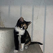 Luna participe au concours pour gagner de l'argent avec cette photo : cat, kitten, black_and_white, calico, animal, pet, sitting, indoors, concrete, ledge, wall, stairwell, portrait, fur, ears, whiskers, eyes, tail, cute, curious