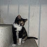 cat, kitten, black_and_white, calico, animal, pet, sitting, indoors, concrete, ledge, wall, stairwell, portrait, fur, ears, whiskers, eyes, tail, cute, curious