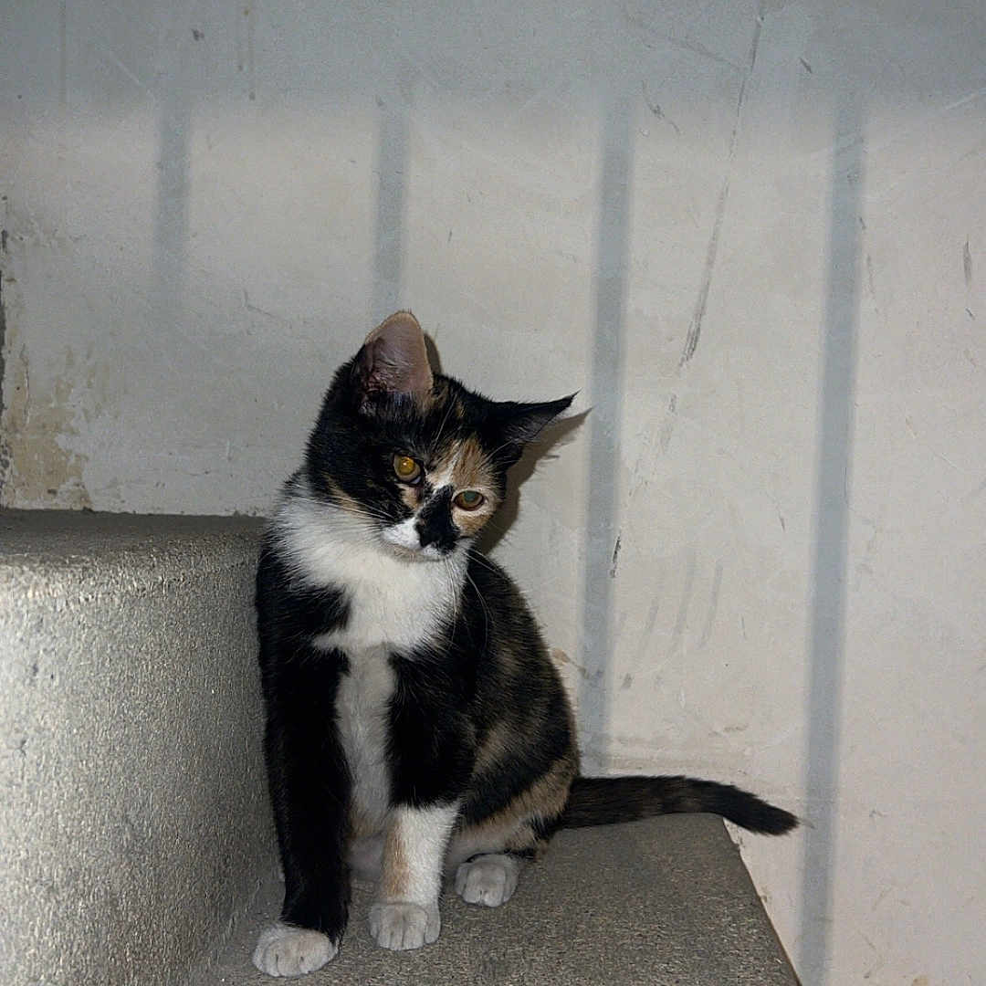 Luna participe au concours pour gagner de l'argent avec cette photo : cat, kitten, black_and_white, calico, animal, pet, sitting, indoors, concrete, ledge, wall, stairwell, portrait, fur, ears, whiskers, eyes, tail, cute, curious