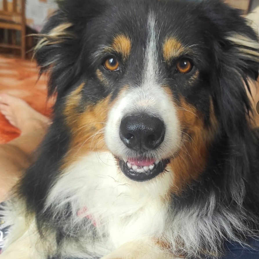 Oky a rejoint le concours — aidez-le/la à gagner de superbes lots ! animal, black, close_up, dog, eyes, face, floor, fur, furniture, happy, home, indoor, lap, mouth, nose, person, pet, relaxed, tricolor, white