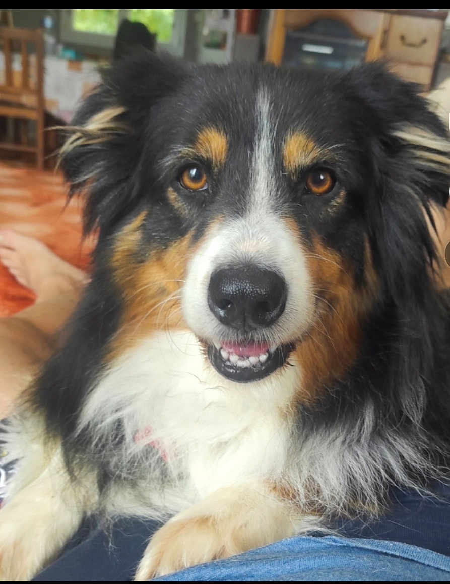 Oky a rejoint le concours — aidez-le/la à gagner de superbes lots ! dog, animal, pet, tricolor, close_up, indoor, fur, face, eyes, nose, mouth, happy, relaxed, person, lap, home, furniture, floor, black, white