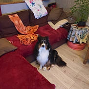 Oky a rejoint le concours — aidez-le/la à gagner de superbes lots ! dog, indoor, couch, blanket, pillow, plant, wooden_floor, pet, furniture, living_room, cozy, brown_cushion, red_fabric, black_and_white, sitting, domestic_animal, companion, home, relaxed, curtains