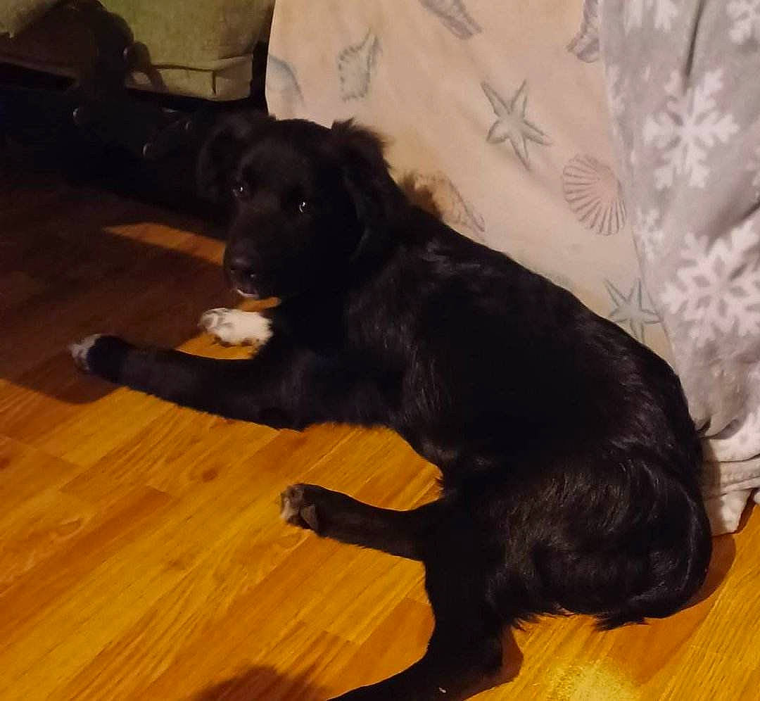 Summer joined the competition — help win amazing prizes! borador, carnivore, companion_dog, dog, dog_breed, floor, flooring, fur, gun_dog, hardwood, laminate_flooring, plank, snout, sporting_group, tail, varnish, wood, wood_flooring, wood_stain, working_animal