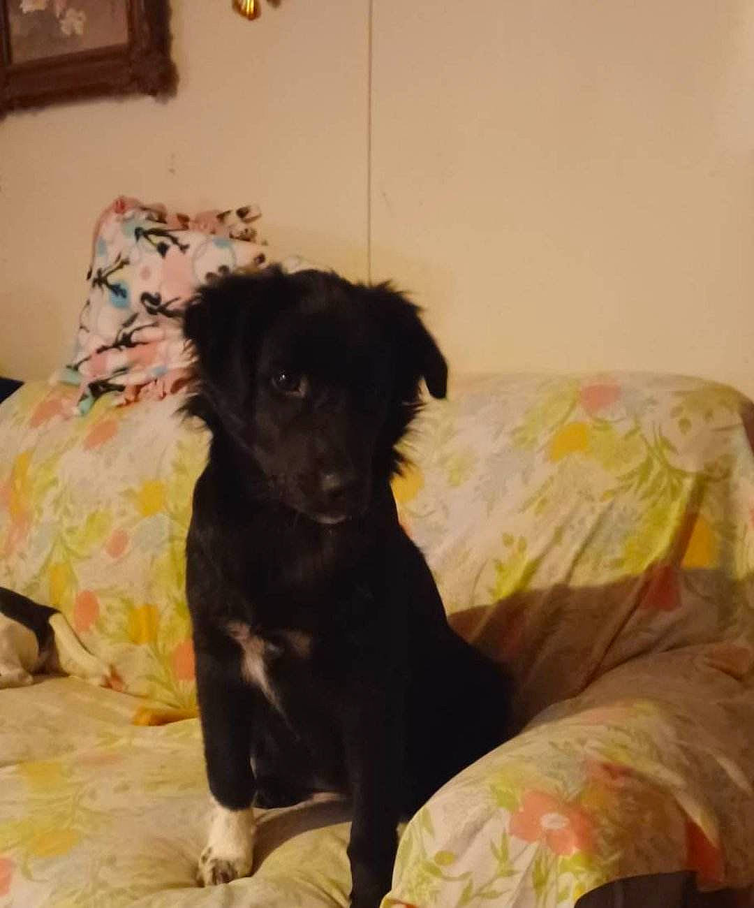 Summer is registered to the contest to win money with this photo: bed, borador, canidae, carnivore, comfort, companion_dog, couch, dog, dog_breed, dog_supply, flooring, fur, linens, liver, picture_frame, room, snout, sporting_group, tail, working_animal