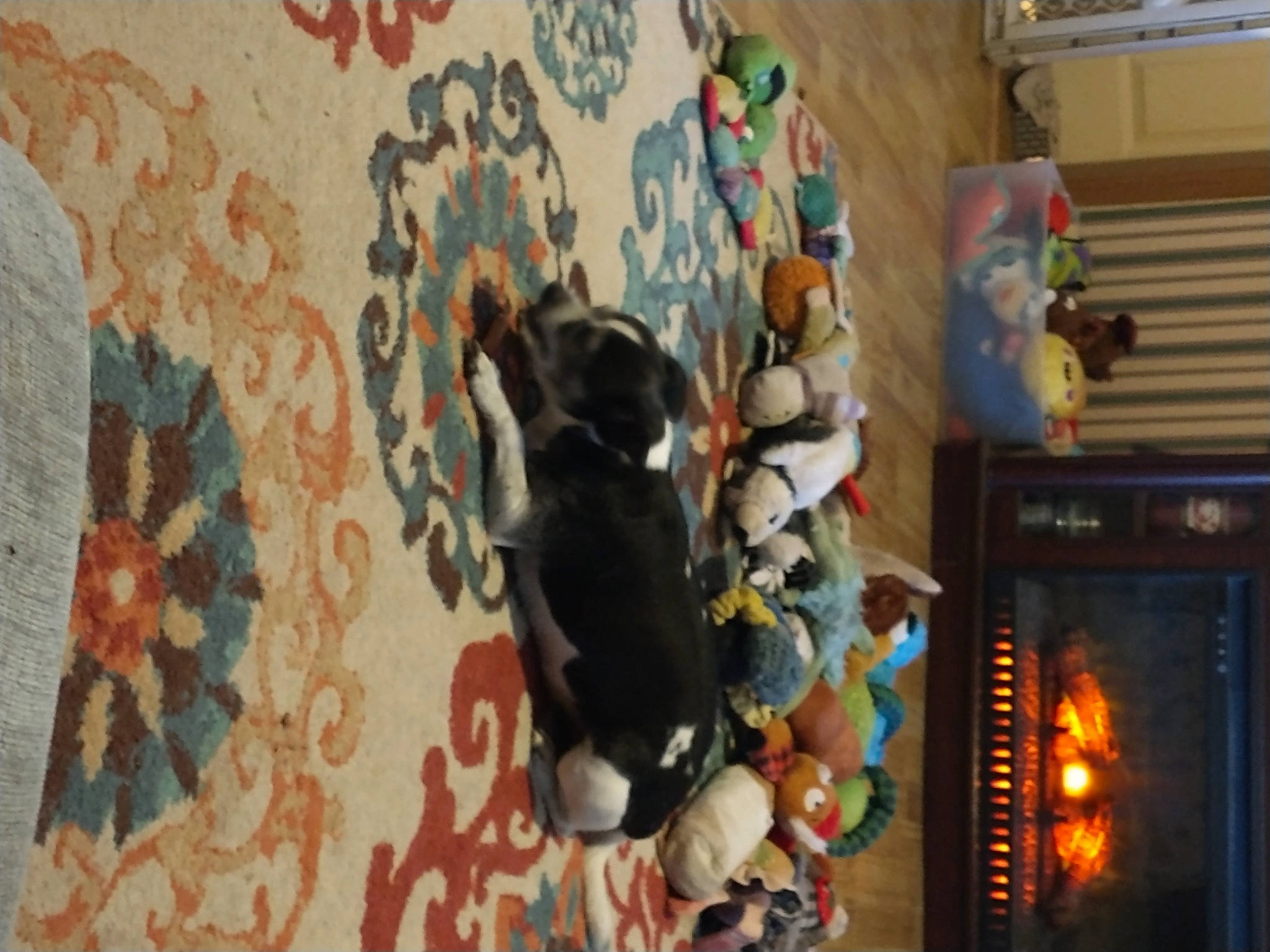 Oreo joined the competition — help win amazing prizes! art, audio_equipment, carnivore, collection, display_device, flooring, fur, house, linens, machine, pattern, room, stuffed_toy, toy, tree, visual_arts, wood