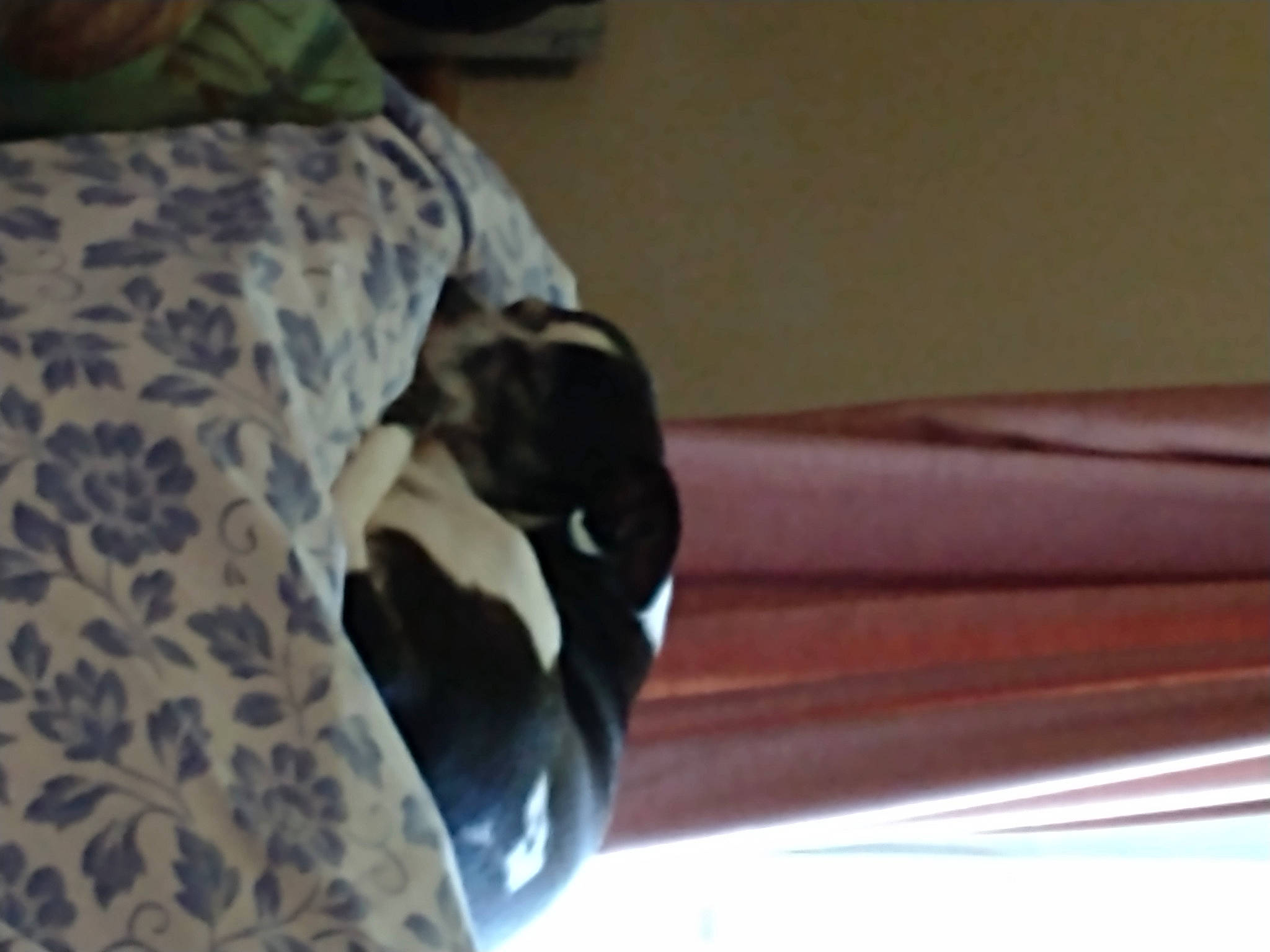 Oreo joined the competition — help win amazing prizes! automotive_exterior, carnivore, comfort, companion_dog, dog, dog_breed, fur, hardwood, linens, pattern, rim, sporting_group, tail, tints_and_shades, wood, working_animal