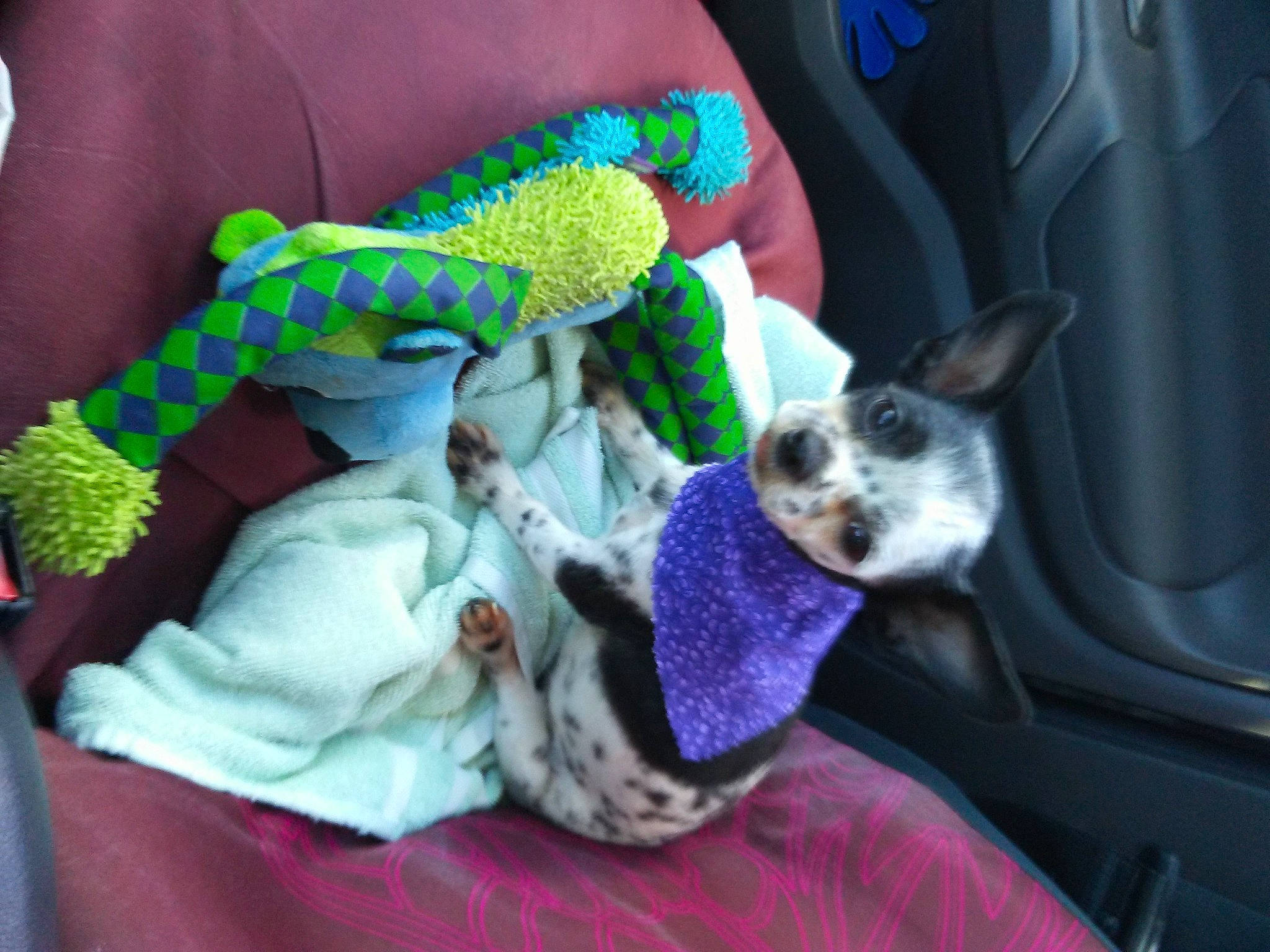Stella is registered to the contest to win money with this photo: companion_dog, craft, crochet, dog, dog_breed, fashion_accessory, fawn, fur, green, pattern, plush, purple, reptile, scaled_reptile, stuffed_toy, toy_dog, whiskers, wool, woolen, wrist