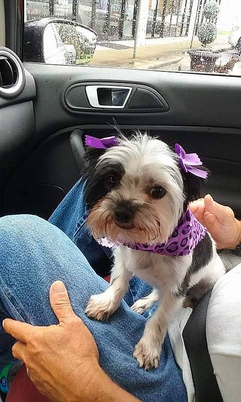 Stella joined the competition — help win amazing prizes! auto_part, car, car_seat, car_seat_cover, carnivore, companion_dog, dog, dog_breed, eyewear, family_car, fashion_accessory, fur, luxury_vehicle, motor_vehicle, personal_luxury_car, small_terrier, sporting_group, steering_wheel, toy_dog, vehicle_door