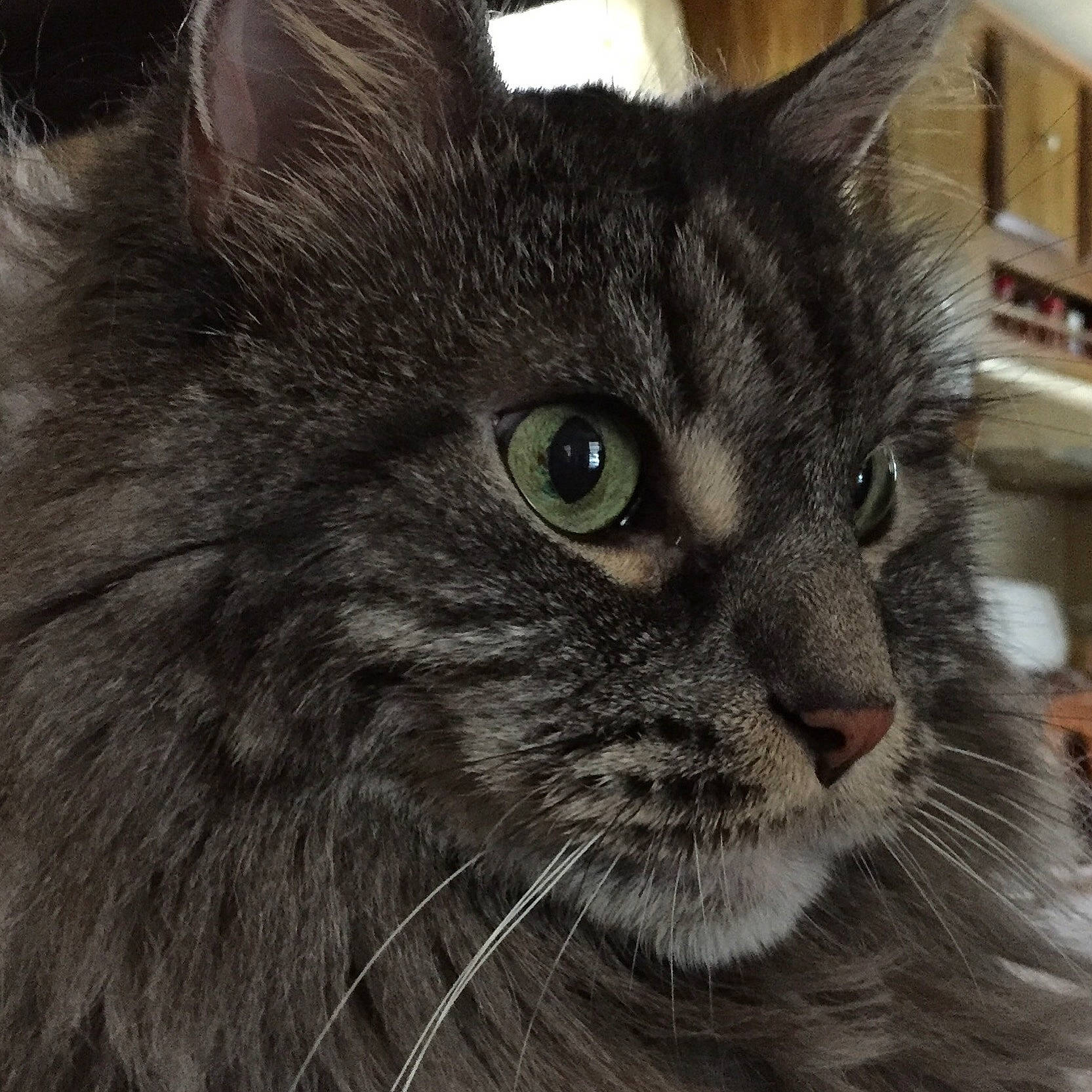 Potter joined the competition — help win amazing prizes! british_longhair, carnivore, cat, domestic_short_haired_cat, felidae, fur, maine_coon, shelf, small_to_medium_sized_cats, snout, terrestrial_animal, whiskers, window