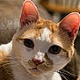 cat, orange_and_white, close_up, feline, whiskers, ears, eyes, nose, fur, pet, animal, relaxed, indoor, soft_texture, background_blur, portrait, domestic_cat, curious, lying_down, close_range