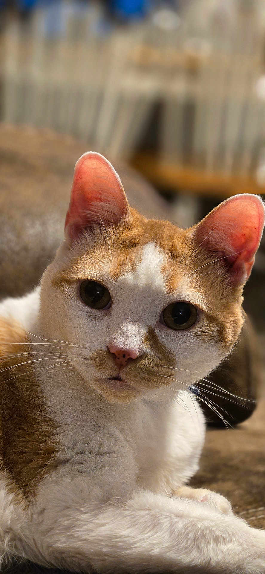 Yoda joined the competition — help win amazing prizes! cat, orange_and_white, close_up, feline, whiskers, ears, eyes, nose, fur, pet, animal, relaxed, indoor, soft_texture, background_blur, portrait, domestic_cat, curious, lying_down, close_range