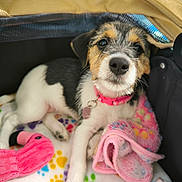 Lady a rejoint le concours — aidez-le/la à gagner de superbes lots ! puppy, dog, pet, blanket, toy, pink, flamingo, cute, fur, collar, indoor, resting, soft_toy, canine, animal, closeup, young_dog, comfortable, colorful, cozy