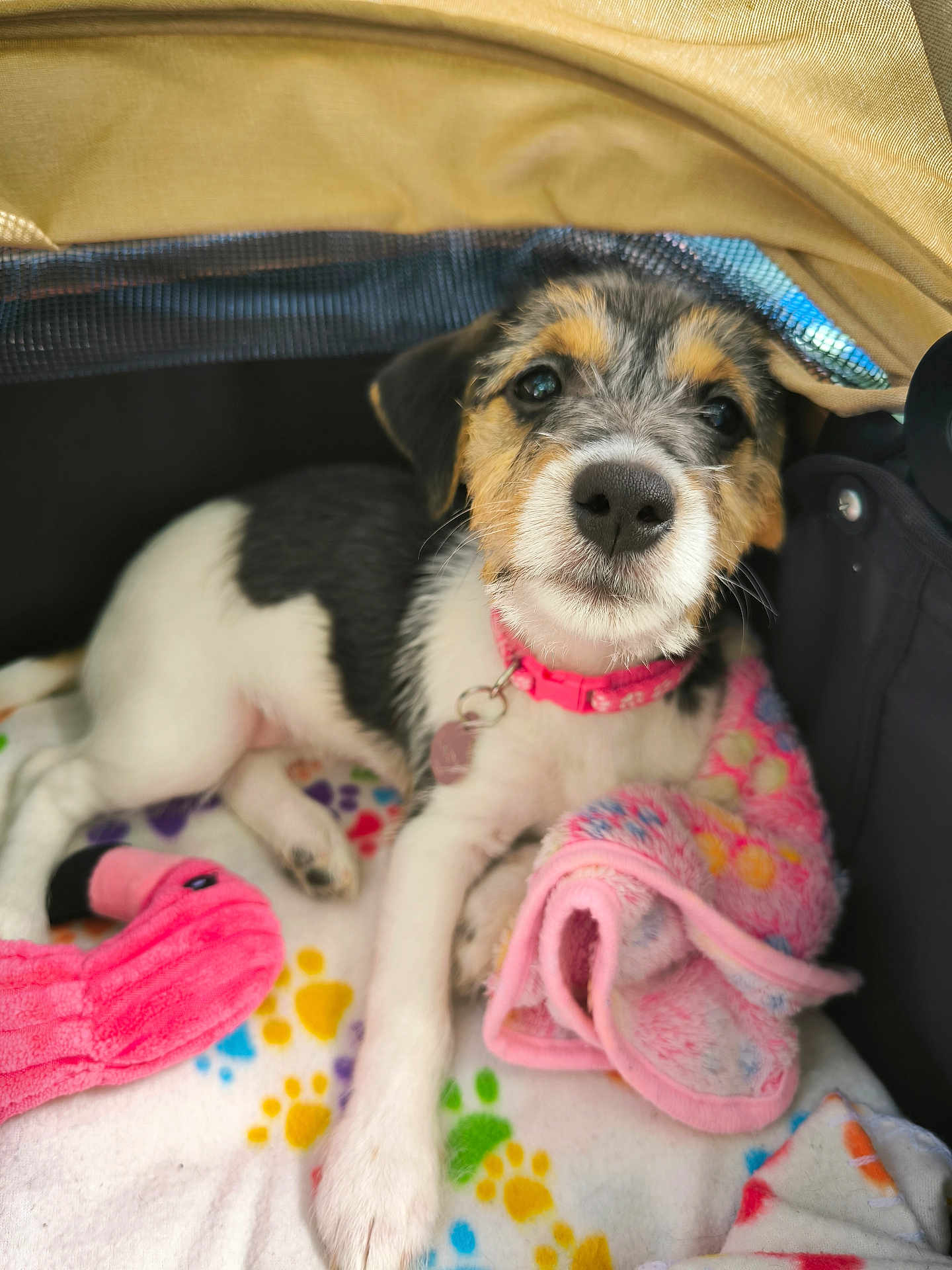 Lady a rejoint le concours — aidez-le/la à gagner de superbes lots ! puppy, dog, pet, blanket, toy, pink, flamingo, cute, fur, collar, indoor, resting, soft_toy, canine, animal, closeup, young_dog, comfortable, colorful, cozy