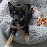 animal, black_and_tan, canine, collar, cozy, curtains, cute, dog, floor, fluffy, fur, home, indoor, paw, pet_bed, playful, puppy, relaxed, toy, young