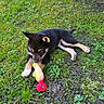 Burdy participe au concours pour gagner de l'argent avec cette photo : animal, black_dog, chewing, cute, dog, ears, grass, greenery, ground, nature, outdoor, paw, pet, playful, puppy, rubber_chicken, small_dog, tan_markings, toy, young_dog