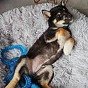 Burdy participe au concours pour gagner de l'argent avec cette photo : animal, black_tan_coat, blue_rope_toy, cute, dog, domestic, ears, floor, fluffy_rug, fur, hand, home, indoor, lying_down, pet, playful, puppy, relaxed, toy, young_dog