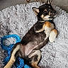 animal, black_tan_coat, blue_rope_toy, cute, dog, domestic, ears, floor, fluffy_rug, fur, hand, home, indoor, lying_down, pet, playful, puppy, relaxed, toy, young_dog