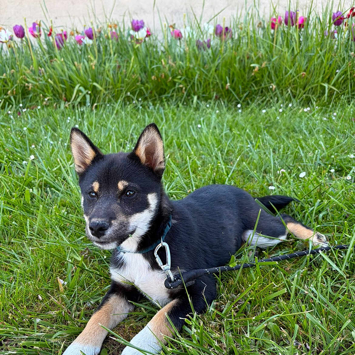 Burdy a rejoint le concours — aidez-le/la à gagner de superbes lots ! adorable, alert, canine, collar, dog, ears, flowers, garden, grass, greenery, leash, nature, outdoor, pet, playful, puppy, resting, summer, tulips, young