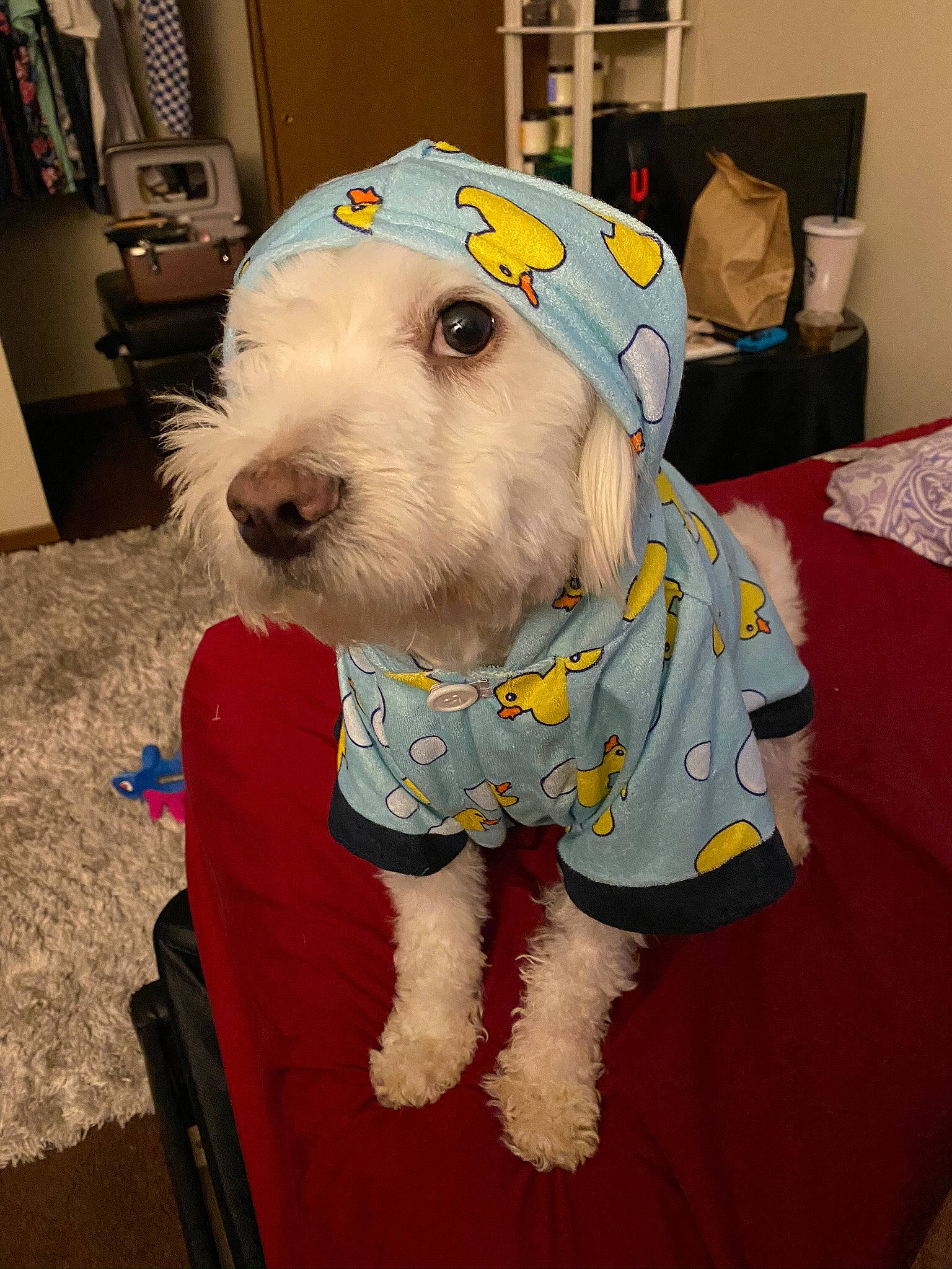 Benjiman is registered to the contest to win money with this photo: canidae, carnivore, collar, companion_dog, costume, dog, dog_breed, dog_clothes, dog_supply, event, fashion_accessory, fawn, flooring, fur, pet_supply, picture_frame, snout, sporting_group, terrier, working_animal