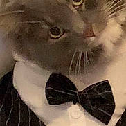 Bamsi joined the competition — help win amazing prizes! animal, black, bow_tie, cat, close_up, costume, curious, cute, dress, eyes, face, feline, formal_wear, fur, indoor, pet, pinstripe, portrait, whiskers, white
