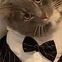 animal, black, bow_tie, cat, close_up, costume, curious, cute, dress, eyes, face, feline, formal_wear, fur, indoor, pet, pinstripe, portrait, whiskers, white