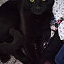 Smokey is registered to the contest to win money with this photo: black_cat, cat, pet, animal, yellow_eyes, fur, whiskers, indoor, blanket, fabric, patterned_cloth, relaxed, lying_down, close_up, tail, ears, domestic_cat, cozy, curious