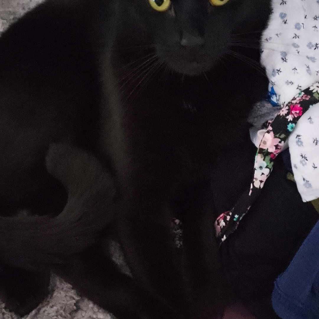 Smokey is registered to the contest to win money with this photo: animal, black_cat, blanket, cat, close_up, cozy, curious, domestic_cat, ears, fabric, fur, indoor, lying_down, patterned_cloth, pet, relaxed, tail, whiskers, yellow_eyes