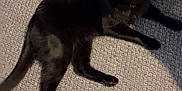 Smokey is registered to the contest to win money with this photo: black_cat, cat, indoor, carpet, floral_bag, shopping_bag, pet, animal, feline, floor, shadow, relaxing, domestic_cat, yellow_eyes, ears, whiskers, tail, lying_down, household, soft_light