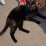 black_cat, cat, indoor, carpet, floral_bag, shopping_bag, pet, animal, feline, floor, shadow, relaxing, domestic_cat, yellow_eyes, ears, whiskers, tail, lying_down, household, soft_light