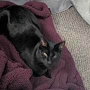 Smokey joined the competition — help win amazing prizes! black_cat, cat, pet, animal, feline, blanket, purple_blanket, cozy, indoor, carpet, texture, soft_furnishing, resting, laying_down, fur, whiskers, ears, sleepy, domestic_cat, quiet_moment
