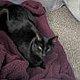 black_cat, cat, pet, animal, feline, blanket, purple_blanket, cozy, indoor, carpet, texture, soft_furnishing, resting, laying_down, fur, whiskers, ears, sleepy, domestic_cat, quiet_moment