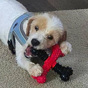 Corky joined the competition — help win amazing prizes! dog, puppy, toy, chewing, harness, carpet, playful, pet, cute, white_fur, brown_fur, indoor, animal, mammal, paw, snout, teeth, face, lying_down, closeup