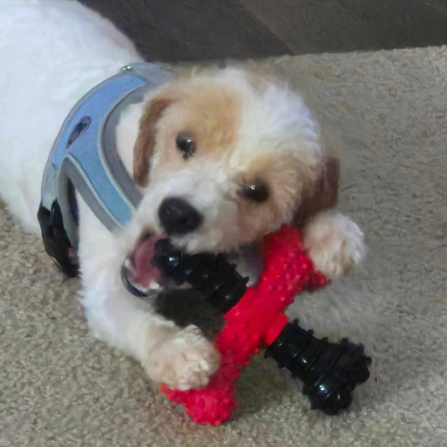 Corky joined the competition — help win amazing prizes! dog, puppy, toy, chewing, harness, carpet, playful, pet, cute, white_fur, brown_fur, indoor, animal, mammal, paw, snout, teeth, face, lying_down, closeup