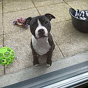 Otcho participe au concours pour gagner de l'argent avec cette photo : black_and_white, close_up, companion, curious, dog, ears_up, glass_door, green_ball, looking_up, outdoor, patio, pet, pet_bed, puppy, rope_toy, sitting, tiled_floor, towel, toy, young_dog