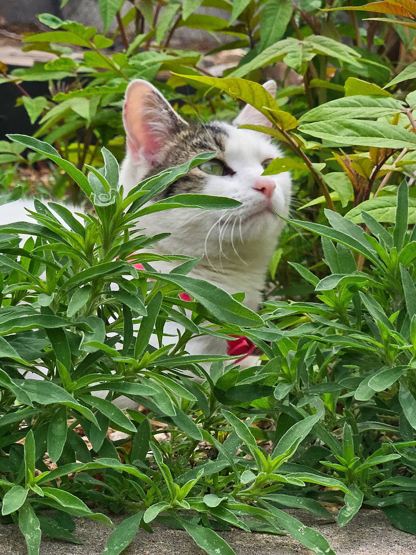 Queen joined the competition — help win amazing prizes! animal, cat, daisy, flower, grass, green, herbal, herbs, jar, kitten, leaf, manx, nature, outdoors, pet, plant, planter, pottedplant, soil, vegetation