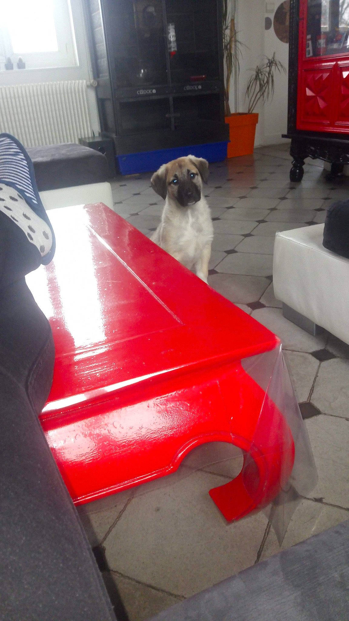 Daya a rejoint le concours — aidez-le/la à gagner de superbes lots ! canidae, carnivore, dog, dog_breed, sporting_group